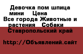 Девочка пом шпица мини  › Цена ­ 30 000 - Все города Животные и растения » Собаки   . Ставропольский край